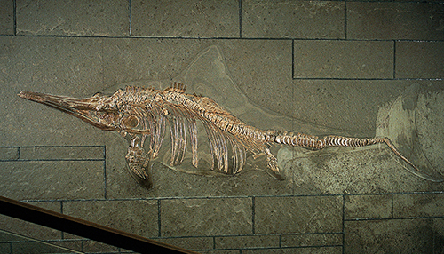 Steinplatte des Ichthyosaurus (Fischsaurier) aus Holzmaden im Landtag von Baden-Württemberg - Quelle LMZ BW