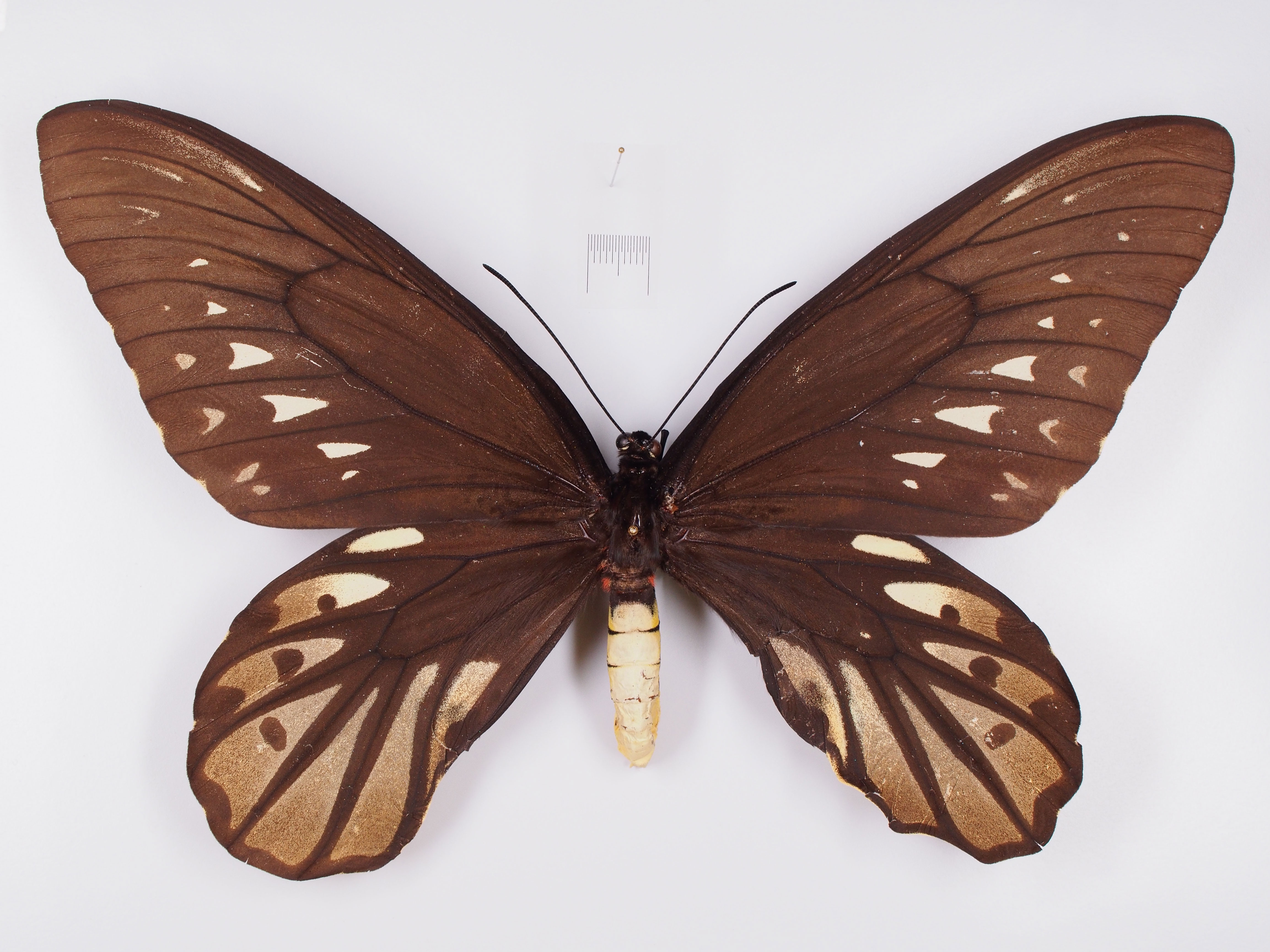 Weibliches Exemplar eines Königin-Alexandra-Vogelflüglers | Foto: Robert Trusch, Naturkundemuseum Karlsruhe