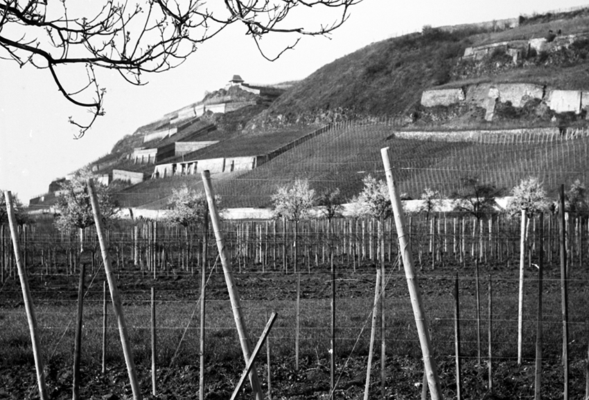 Weinberge auf Terrassen bei Ihringen (1957) aus der Sammlung Willy Pragher. Quelle: Landesarchiv BW StAF W 134 Nr. 44328a