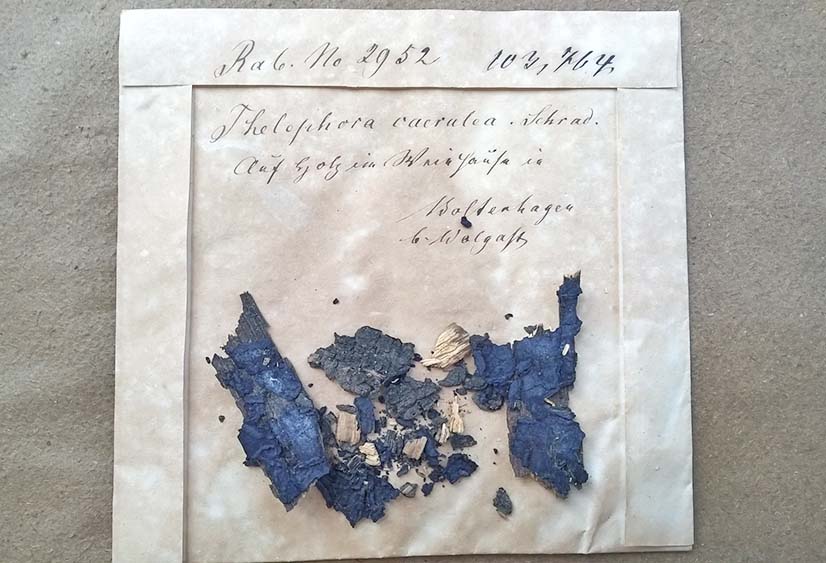 Der Kobaltblaue Rindenpilz. Ein erst 2016 entdeckter Beleg im Karlsruher Pilzherbarium aus Vorpommern von ca. 1855 - Quelle Staatliches Museum für Naturkunde 