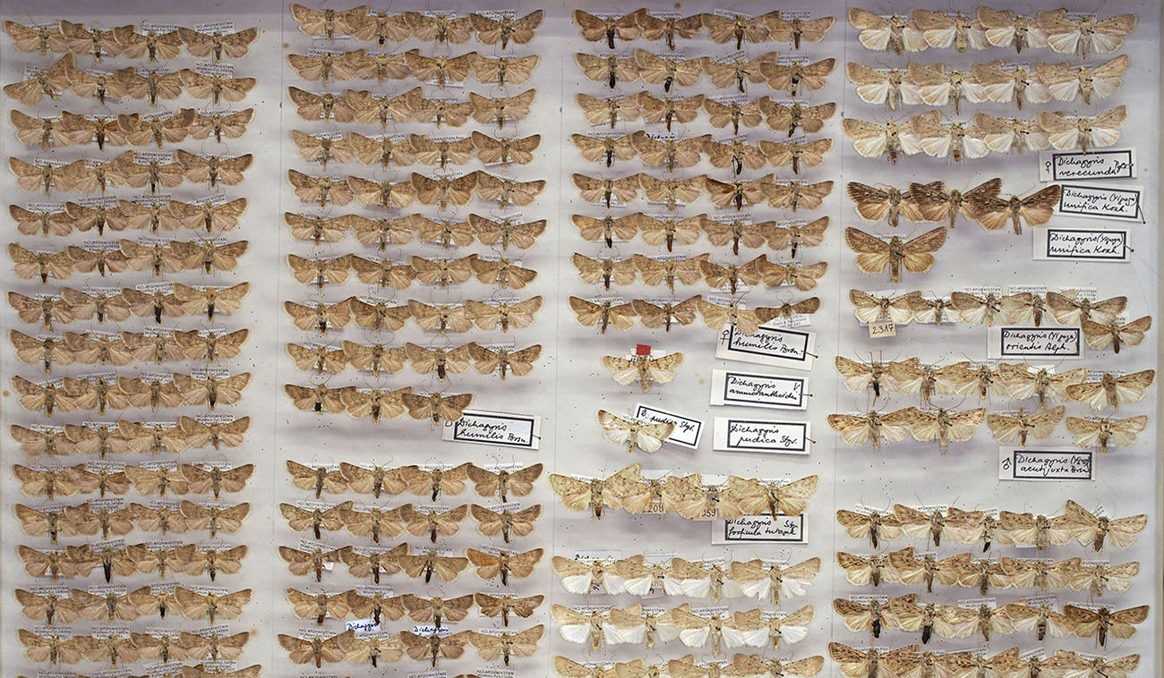 Insektenkasten mit afghanischen Schmetterlingen (Noctuidae: Dichagyris) aus der Sammlung des SMNK, (Quelle: SMNK)