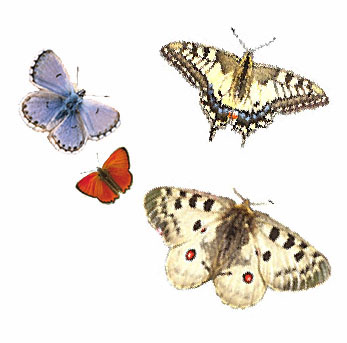 Vier bunte Schmetterlinge als graphische Darstellung