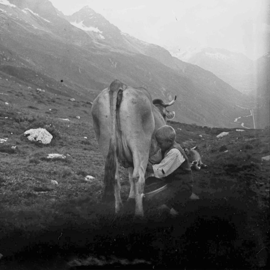 Eine Kuh wird gemolken, Schweiz, Juli 1933. Vorlage: Landesarchiv StAF W 134 Nr. 006403; Aufnahme: Willy Pragher