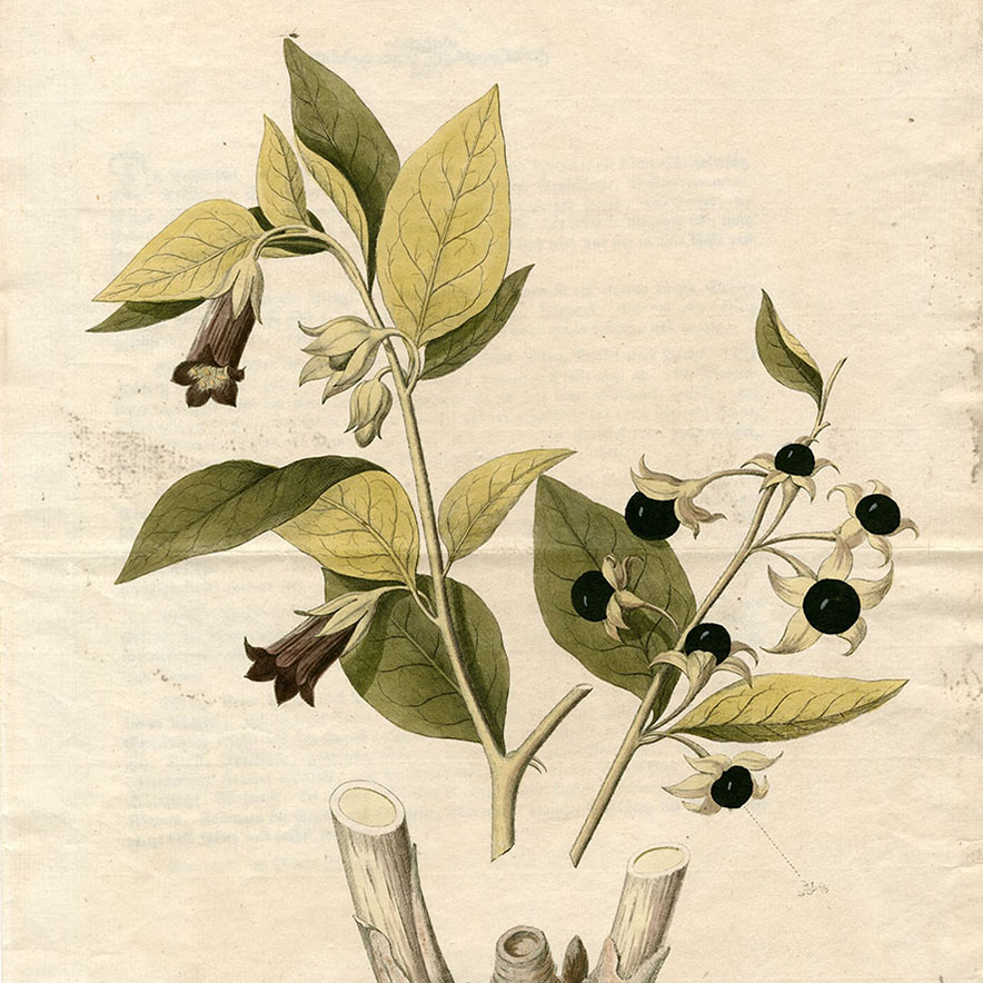 Kupferstich Atropa belladonna L. ( Schwarze Tollkirsche), J.S.Kerner, Juni 1788. Quelle: Landesarchiv BW, HStAS A 352 Bü 28