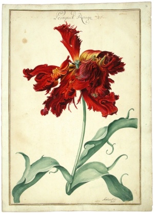 Das Karlsruher Tulpenbuch
