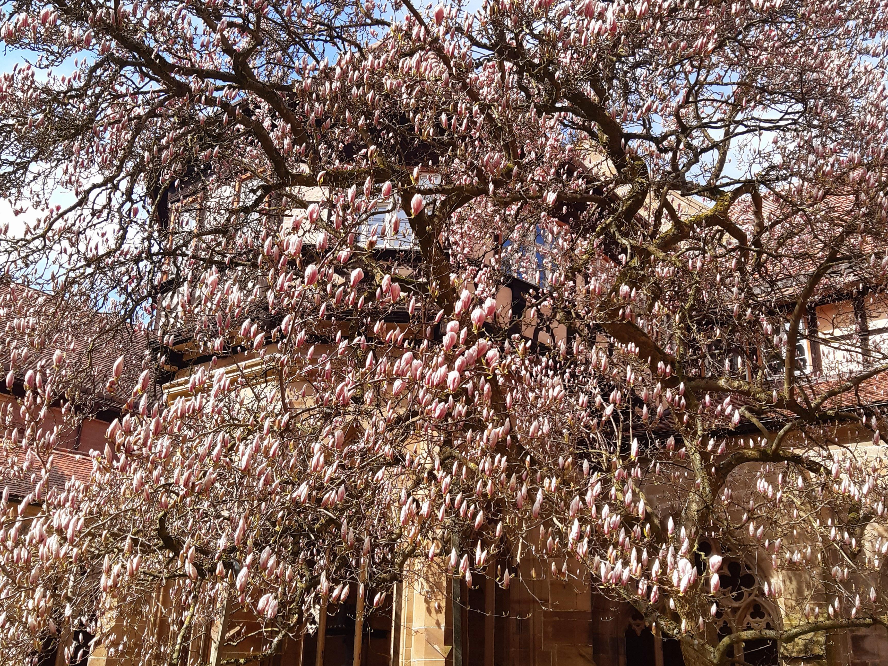 Der blühende Magnolienbaum im Kloster Maulbronn