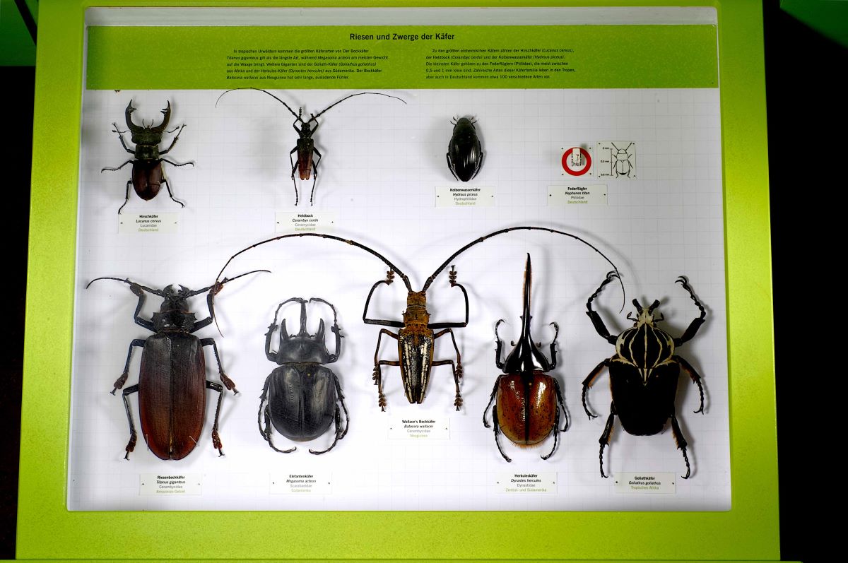 Riesen der Käferwelt