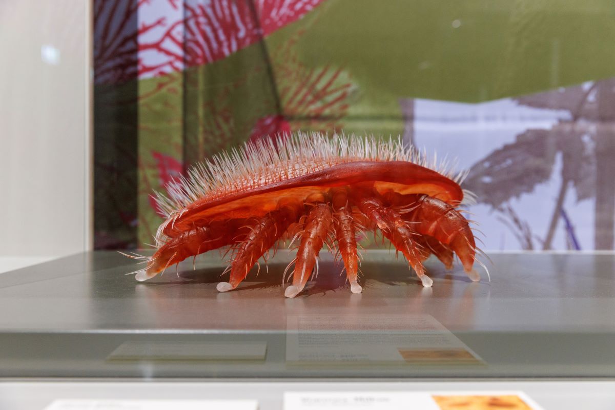  Model einer Varroamilbe [Quelle: Naturkundemuseum Karlsruhe, Foto: Mathias Vielsäcker]