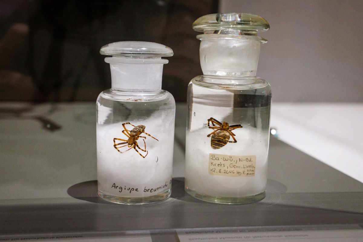  Alkohol-konservierte Wespenspinnen [Quelle: Naturkundemuseum Karlsruhe, Foto: Mathias Vielsäcker]