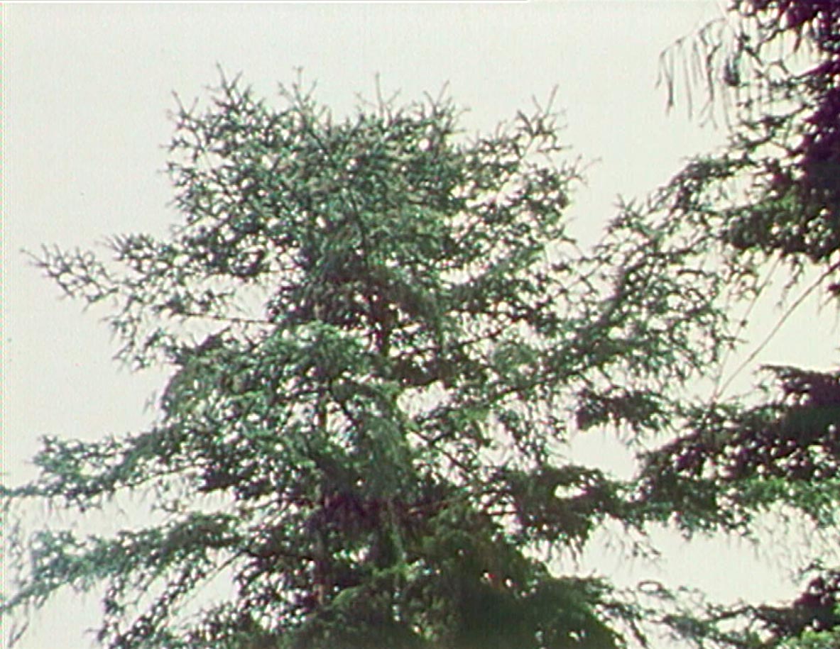 Waldsterben 1983