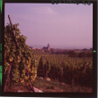 Das Weindorf Saint-Hippolyte bei Sonnenschein