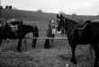 Vogtsburg: Pferde des Reitturniers, Bild 1