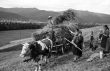 Kappel: Einbringen der Ernte mit Wagen, Schwarzwald