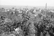 Seefelden: Weinberge bei Seefelden; mit Ort, Bild 1
