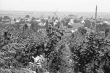 Seefelden: Weinberge bei Seefelden; mit Ort, Bild 1