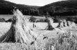 Bollschweil: Getreidegarben; Hintergrund Schwarzwald, Bild 1