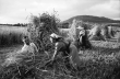 Bollschweil: Bauern beim [Getreide]bündeln; Hintergrund Schönberg