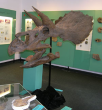 Urweltmuseum - Geologie und Paläontologie