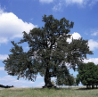 Mostbirnbaum bei Widdern, Naturdenkmal 1995