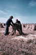 Aufstellen von Getreidegarben auf der Ostalb 1958