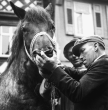 Pferdemarkt in Leonberg 1951