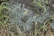 Uferbereich eines Weihers bei Engstingen, 1970
