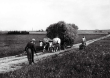Getreideernte bei Nellingen: Erntewagen auf der Heimfahrt, 1946