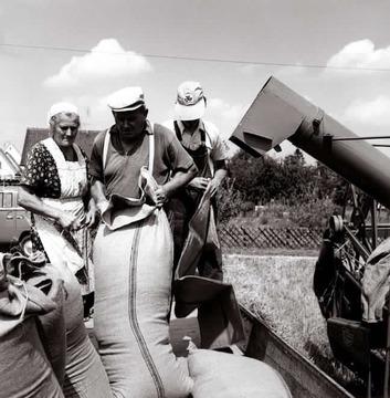 Getreideernte bei Degerschlacht: Abtanken 1970