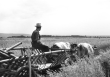 Getreideernte: Fahrt zum Acker, Nellingen, 1946