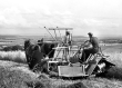 Getreideernte: Pferdegezogene Getreidemähmaschine bei Herrenberg, 1951