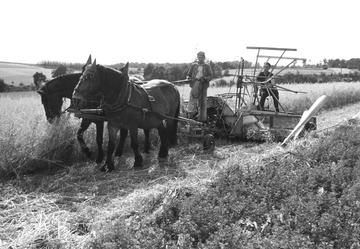 Getreideernte: Pferdegespann vor einem Mähbinder, 1951