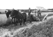 Getreideernte: Pferdegespann vor einem Mähbinder, 1951