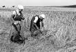 Schnitterinnen mit Sicheln bei der Getreideernte, Neuffen 1938
