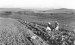 Kartoffelernte auf dem kleinen Heuberg im Zollernalbkreis, bei Gruol und Owingen 1936