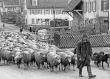 Reutlingen-Sondelfingen: Wander-Schäfer mit Schafherde 1970
