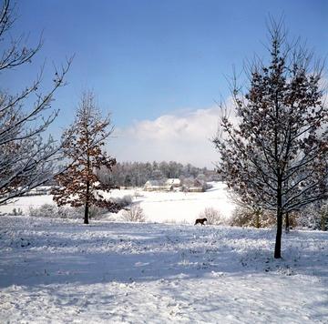 Stuttgart- Sillenbuch: Naturpark Eichenhain- Klein-Hohenheim im Schnee 1995