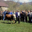 Schönau im Schwarzwald: Viehversteigerung, 1991