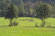 Oberrot: Wiese und Wald 2004