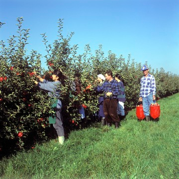 Apfelernte bei Kirchheim am Neckar 1995