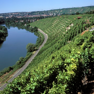 Neckar mit Weinbergen bei den Felsengärten bei Hessigheim 2001