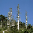 Waldsterben auf der Hornisgrinde im Nordschwarzwald 1999