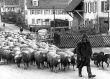 Reutlingen-Sondelfingen: Wanderschäfer mit Schafherde auf der Dorfstraße 1970