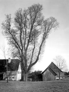 Unterschneidheim: Riesiger Weidenbaum bei der Mühle 1926