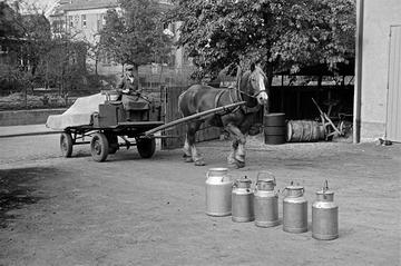 Regionale Milch-Sammelstelle bei Ludwigsburg auf dem Dorf 1952 