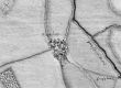 Kiesersche Forstkarte Nr. 239 aus dem Schorndorfer Forst: Michelau von 1686