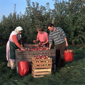 Apfelernte bei Kirchheim am Neckar 1995
