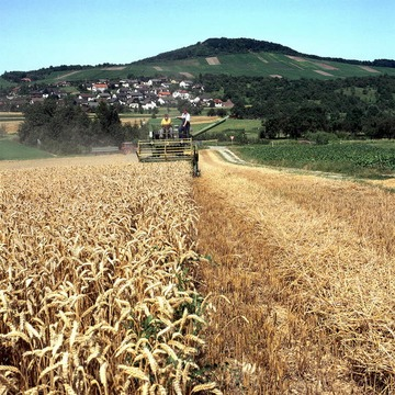 Getreideernte bei Winzerhausen 1992