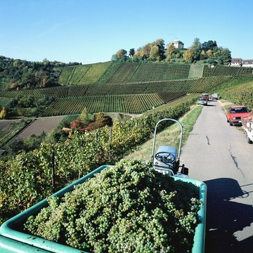 Weinlese in Stuttgart unterhalb des Rotenbergs 1994