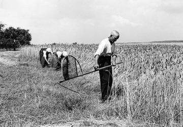 Getreideernte bei Neuffen: Mähen des Getreides, 1938
