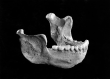 Homo Heidelbergensis, vermutlich aus der Zwischeneiszeit